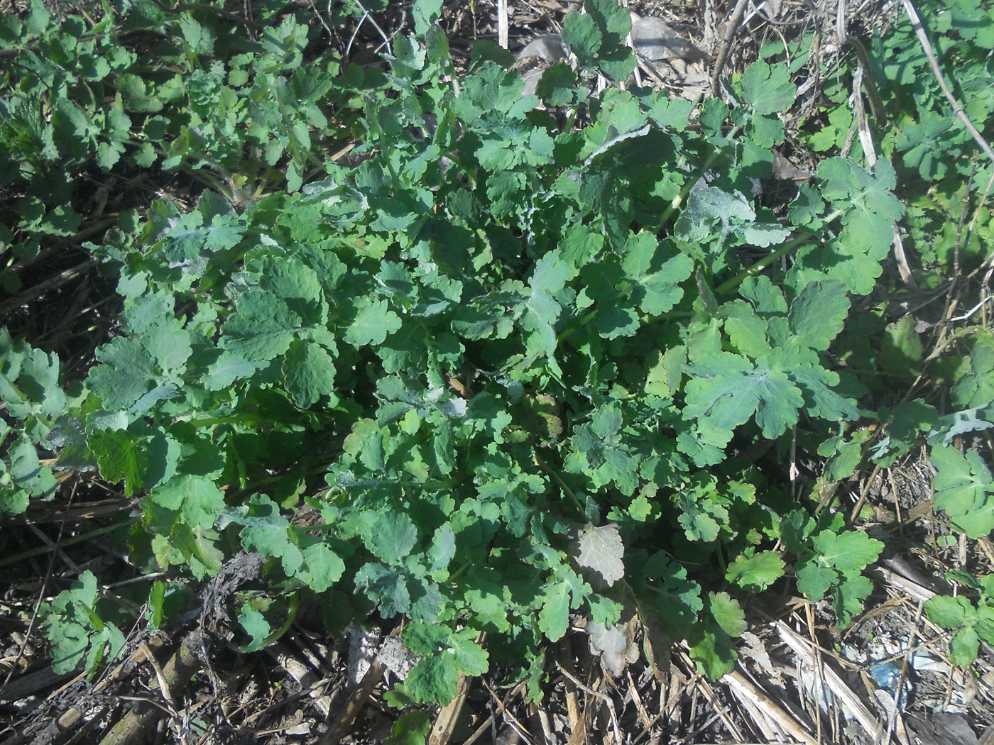 Image of Chelidonium majus specimen.