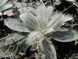 Pilosella officinarum
