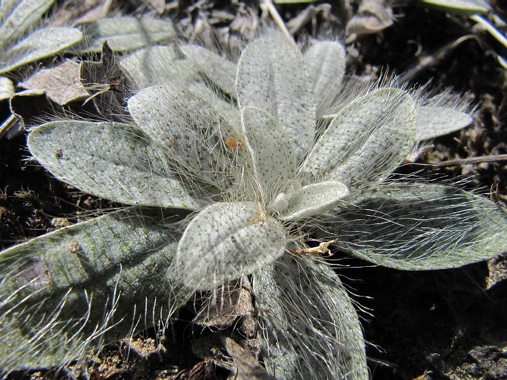 Image of Pilosella officinarum specimen.