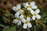 Arabidopsis arenosa