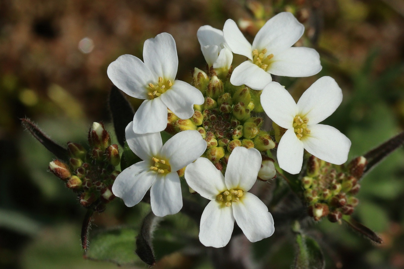 Изображение особи Arabidopsis arenosa.