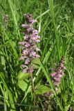 Ajuga reptans