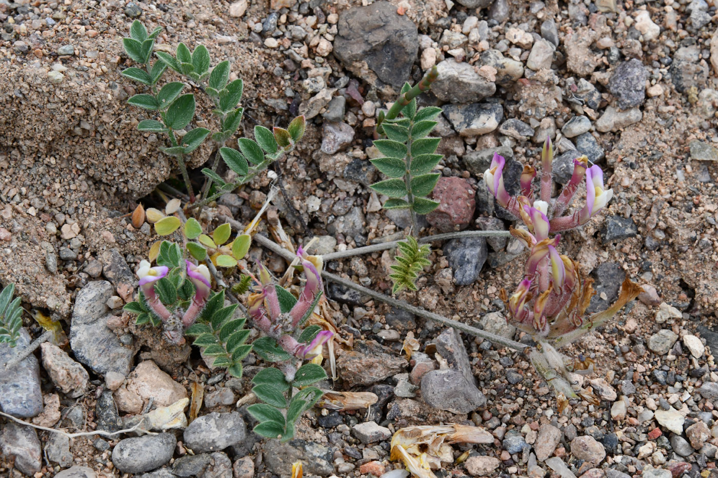 Изображение особи Astragalus amabilis.