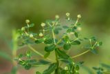 Euphorbia semivillosa. Верхушка плодоносящего растения. Ростовская обл., Шолоховский р-н, окр. станицы Вёшенская, опушка дубового леса. 25.06.2023.