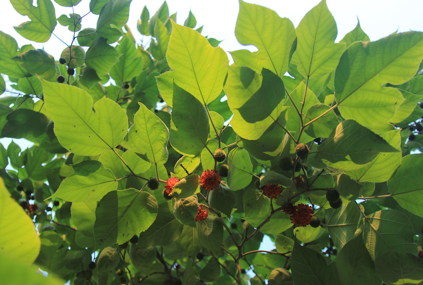 Изображение особи Broussonetia papyrifera.