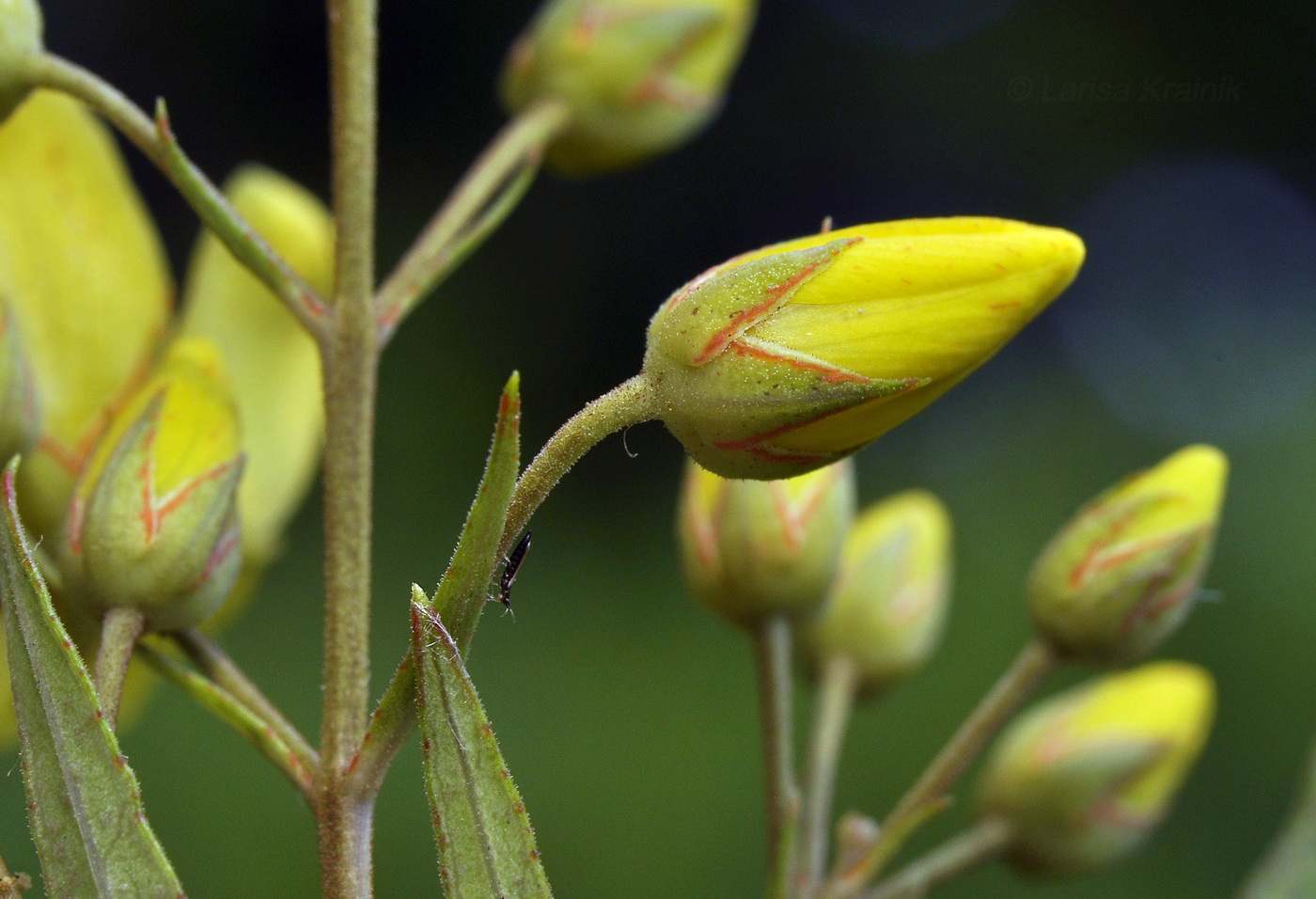 Image of Lysimachia davurica specimen.