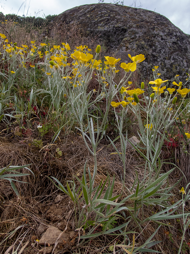 Image of Ranunculus illyricus specimen.