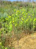 Meniocus linifolius