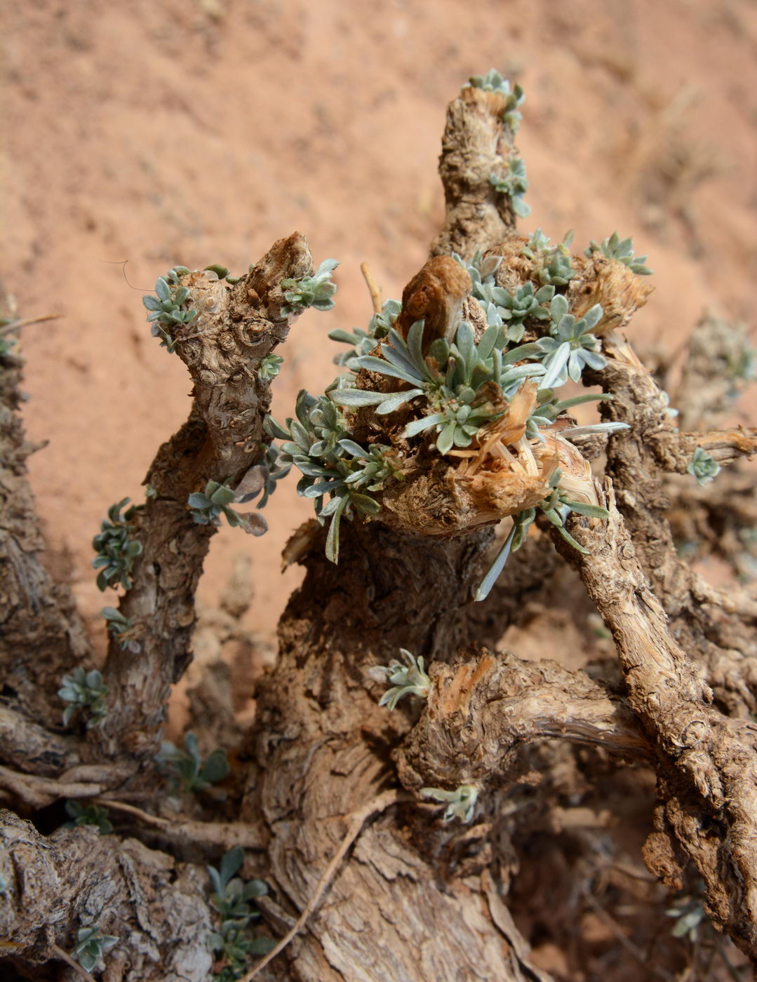 Image of Convolvulus tragacanthoides specimen.