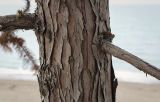 Cunninghamia lanceolata. Часть ствола с основаниями скелетных ветвей. Абхазия, Гудаутский р-н, с. Лдза, озеленение. 13.04.2024.