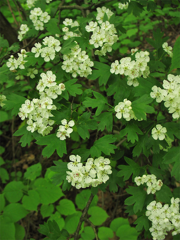 Изображение особи Crataegus lipskyi.