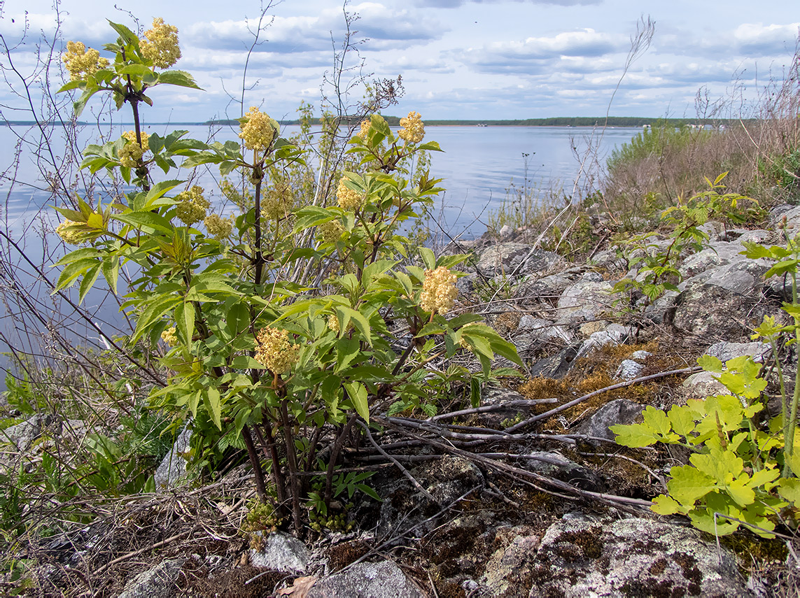 Изображение особи Sambucus racemosa.
