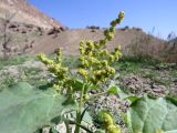 Atriplex moneta