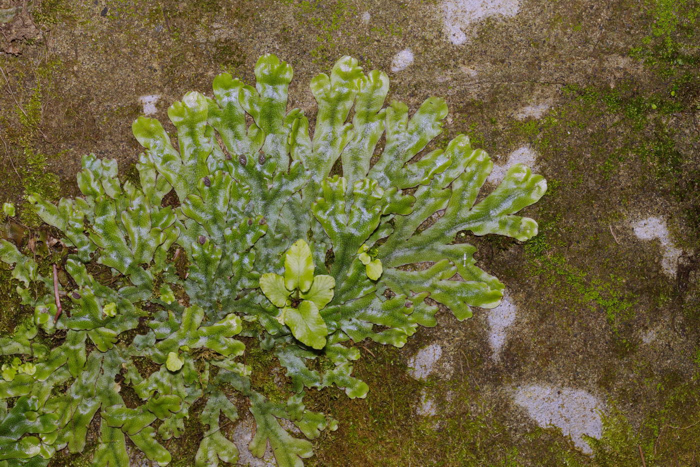 Image of Conocephalum conicum specimen.