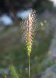 Hordeum murinum. Соплодие. Турция, пров. Мугла, р-н Даламан, округ Капукаргын, п-ов Капыдаг, бухта Явансу (Yavansu Koyu), берег Средиземного моря, маквис. 04.05.2025.
