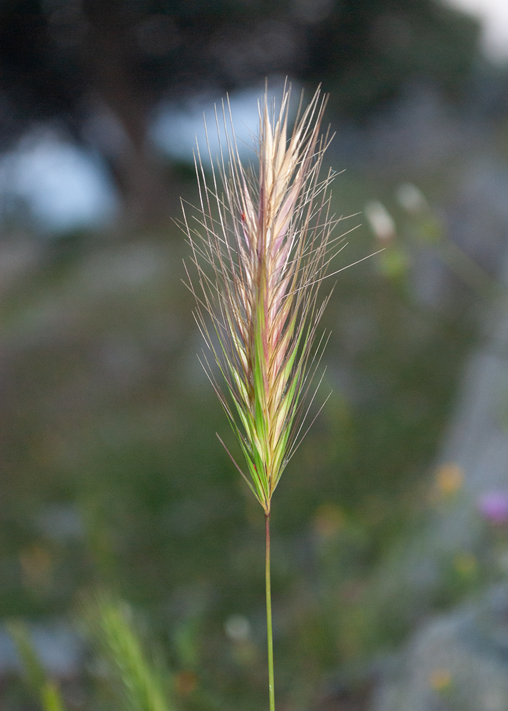 Image of Hordeum murinum specimen.