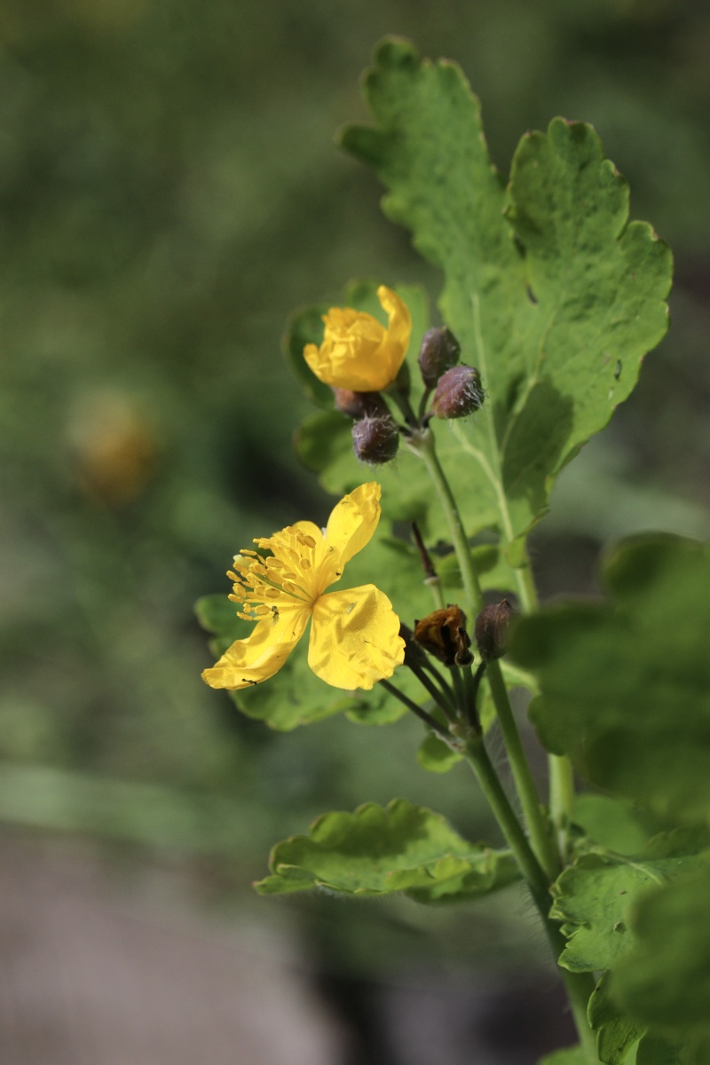 Изображение особи Chelidonium majus.