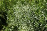 Galium palustre. Верхушки цветущих побегов на побегах Tanacetum vulgare и Galium sp. (слева). Ленинградская обл., Ломоносовский р-н, окр. Шепелёвского маяка; п-ов Каравалдай, берег Финского залива, граница приморского луга и крупнопесчаного берегового вала. 22.06.2025.