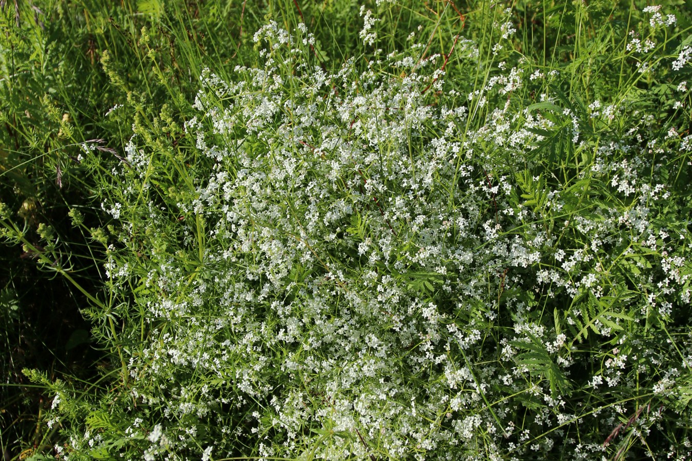 Image of Galium palustre specimen.