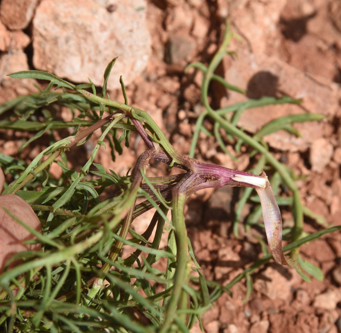 Image of Scorzonera meyeri specimen.