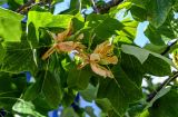Liriodendron tulipifera