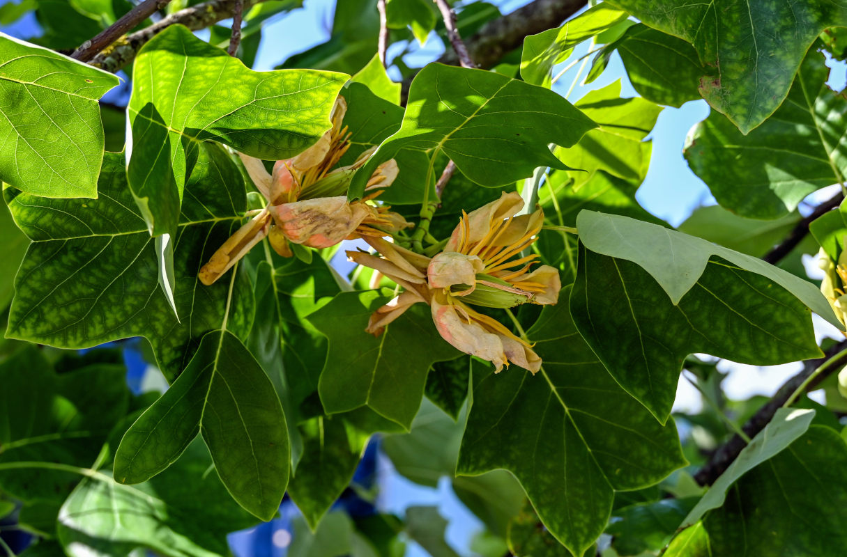 Image of Liriodendron tulipifera specimen.