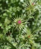 genus Carduus