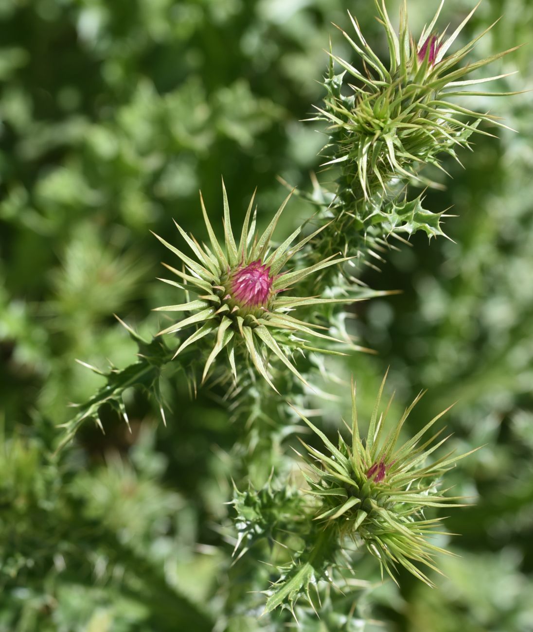 Image of genus Carduus specimen.