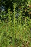 Pinus sylvestris