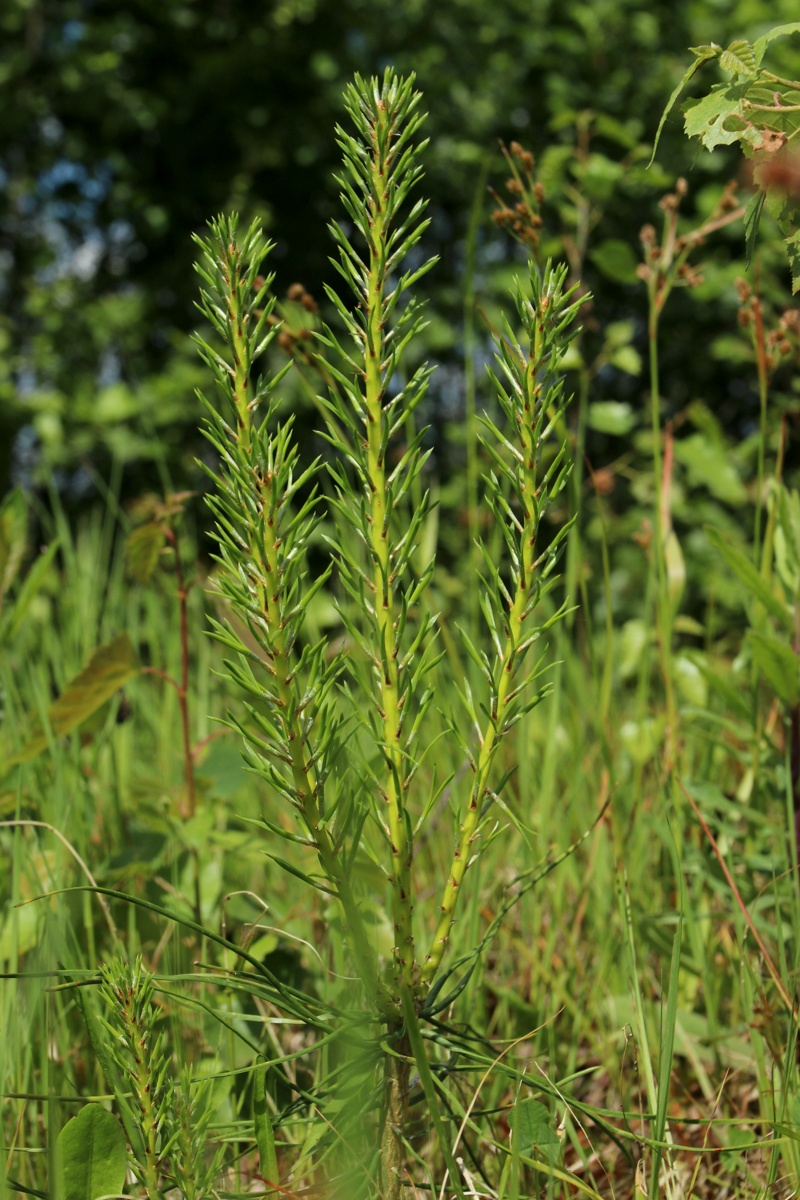 Изображение особи Pinus sylvestris.