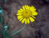 Anthemis tinctoria