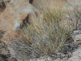 Ephedra equisetina. Вегетирующее растение. Казахстан, Жетысуская обл., Панфиловский р-н, отроги Джунгарского Алатау, горы Долонтау, пестроцветы. 19 сентября 2025 г.