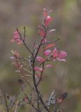 Image of taxon representative. Author is Владимир Семашко