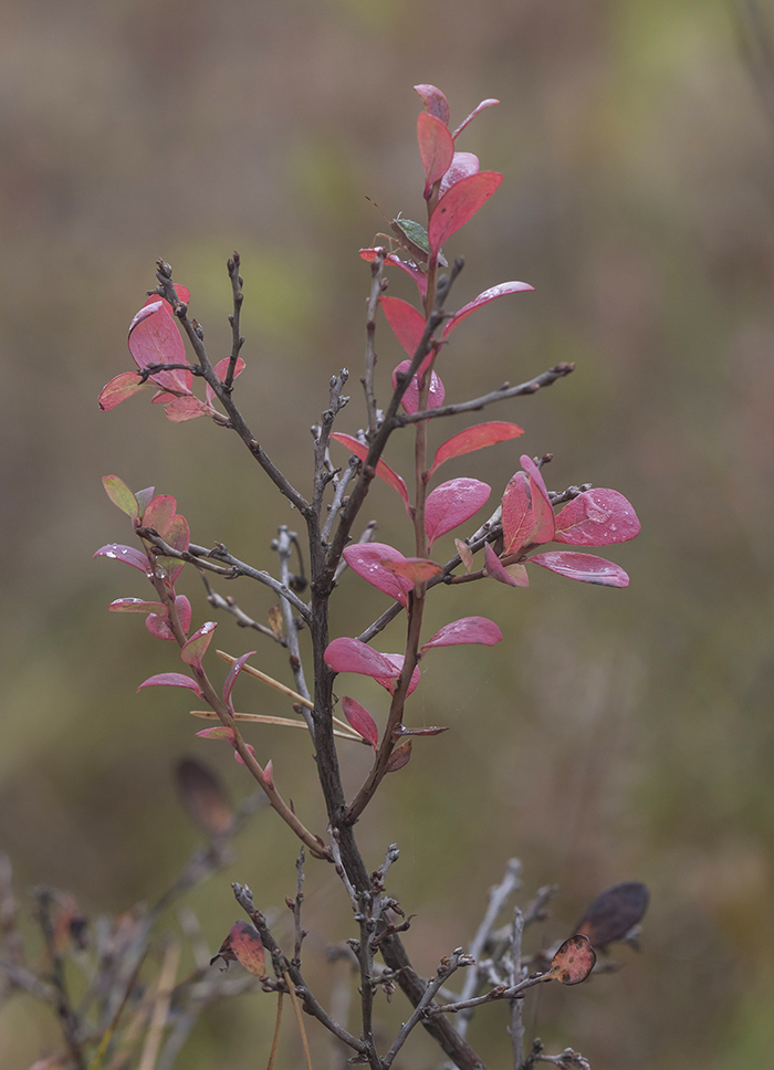Image of Vaccinium uliginosum specimen.