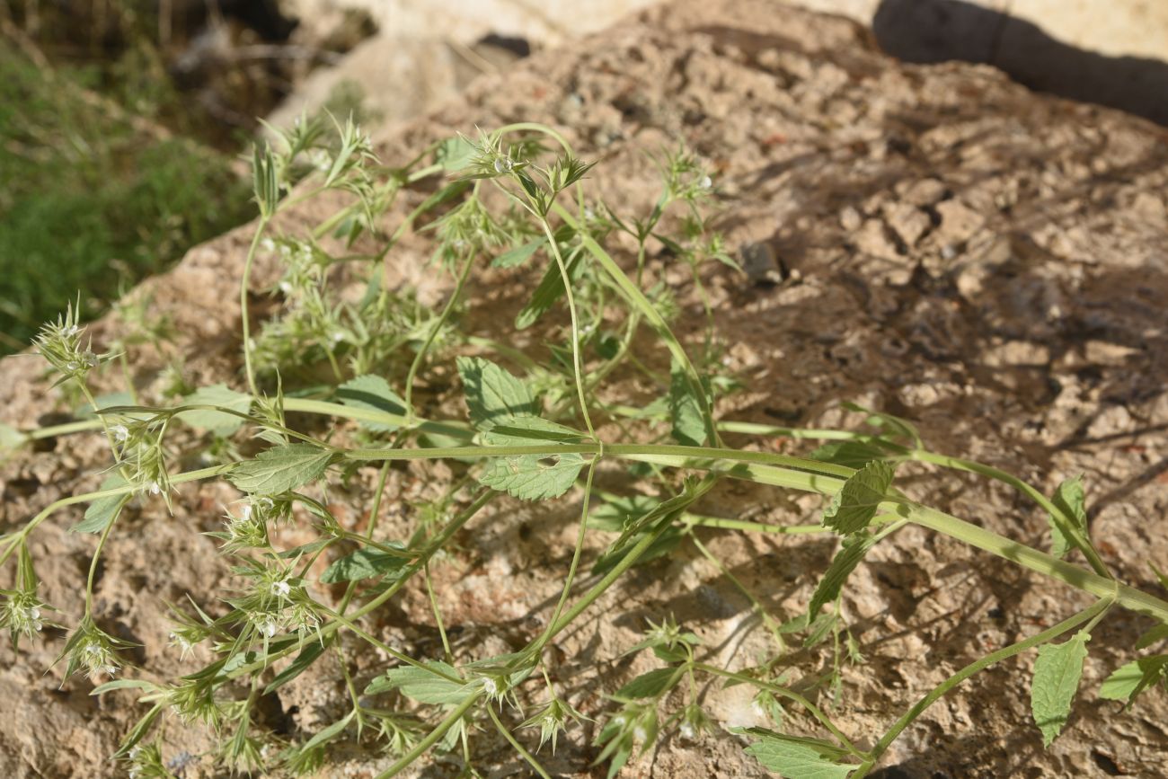 Image of Unknown species specimen.