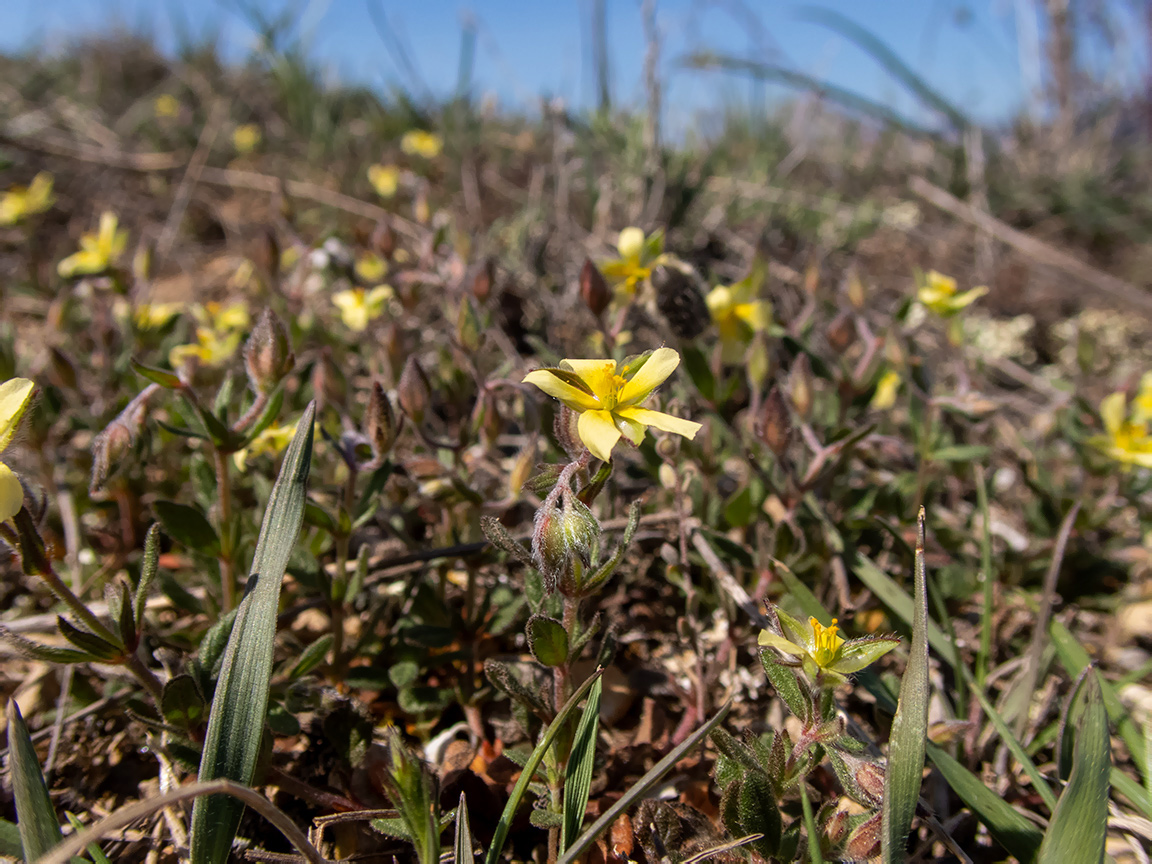 Image of Helianthemum salicifolium specimen.