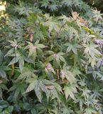 genus Acer. Ветвь плодоносящего дерева. Абхазия, г. Сухум, Ботанический сад. 13.08.2024.