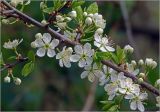 Prunus spinosa. Часть ветви с бутонами, цветками (в том числе с шестилепесковыми) и молодыми листьями. Московская обл., Раменский р-н, окр. дер. Хрипань, садовый участок. 27.04.2025.