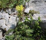Pedicularis sibthorpii