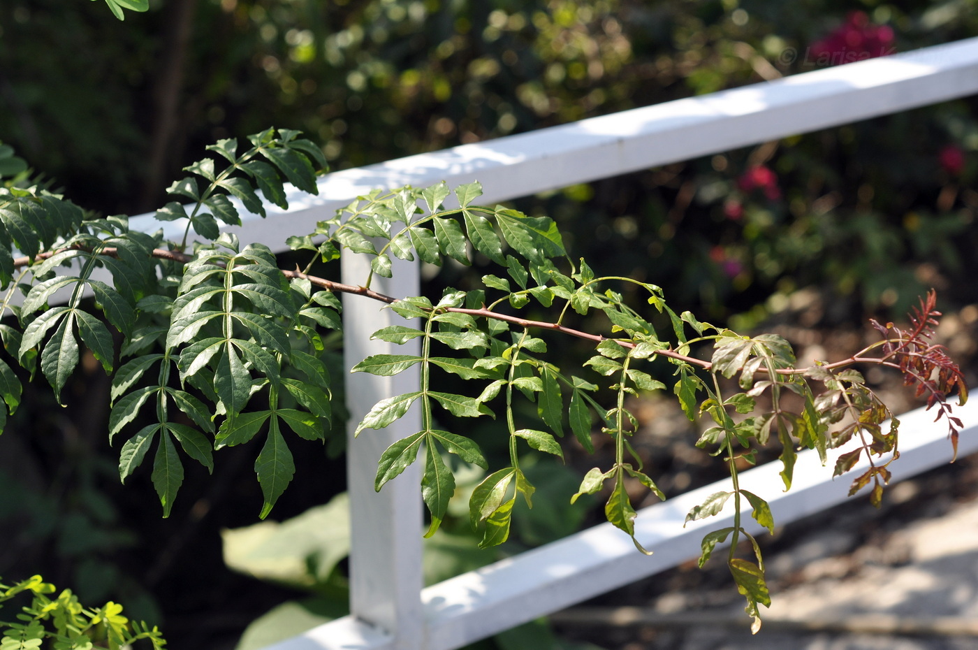 Image of Harrisonia perforata specimen.