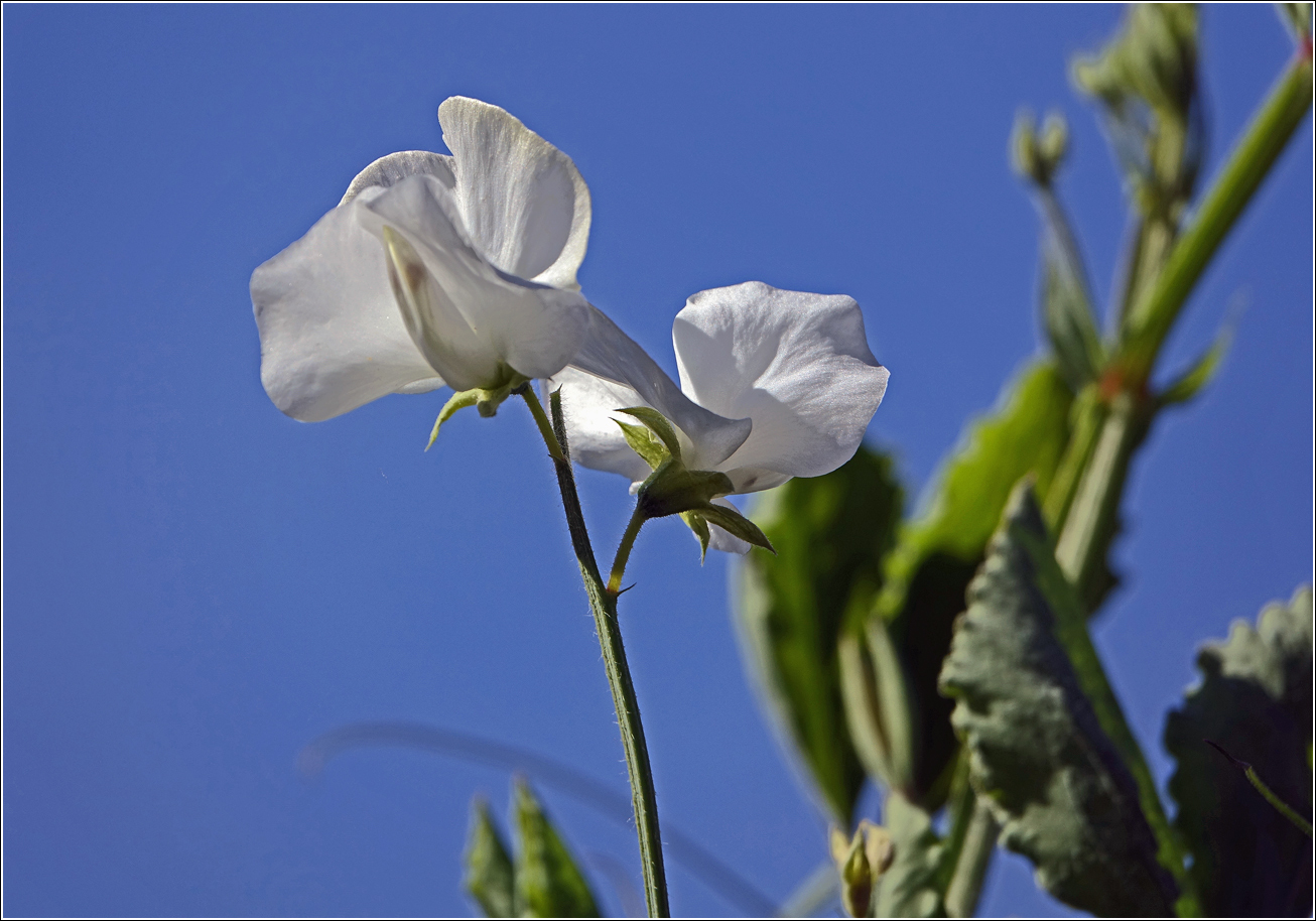 Image of Pisum sativum specimen.