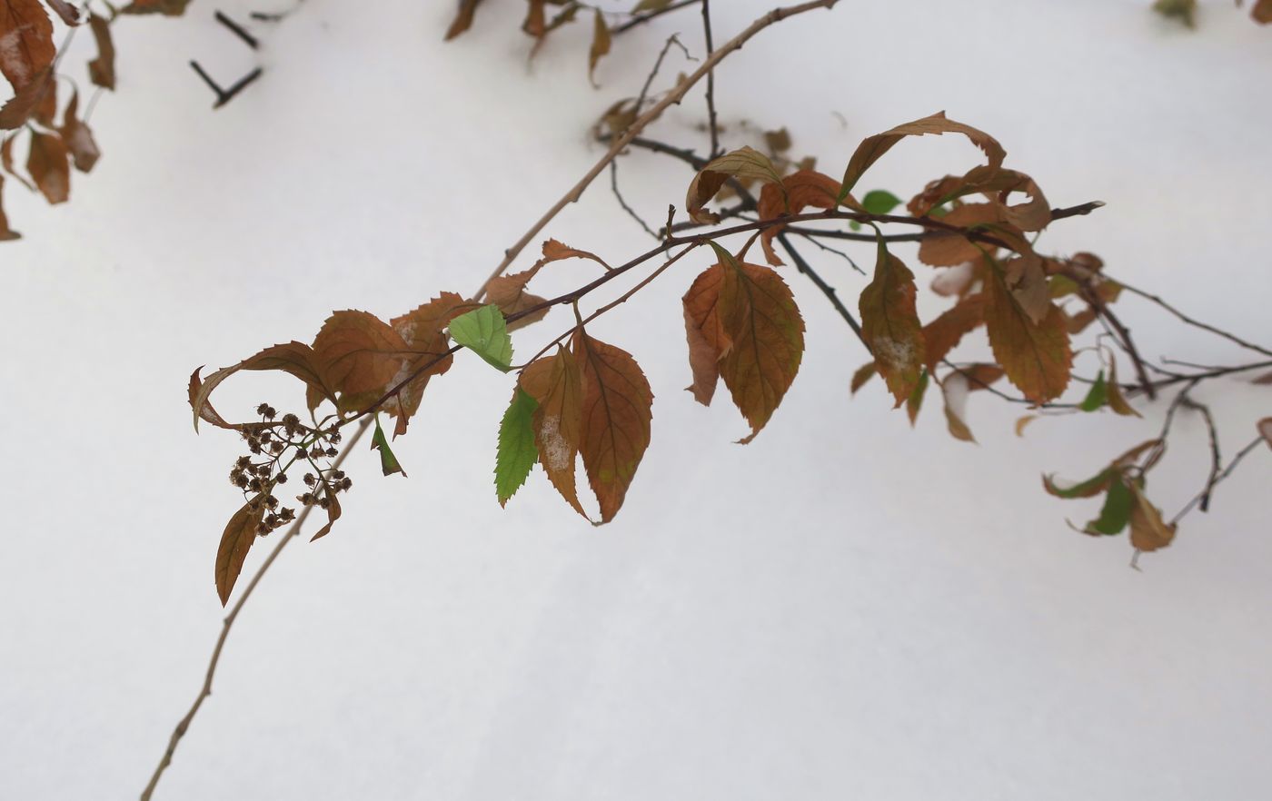 Изображение особи Spiraea japonica.