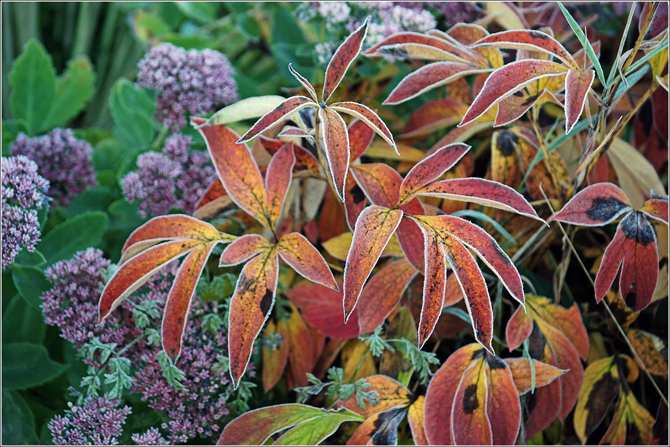 Изображение особи Paeonia lactiflora.