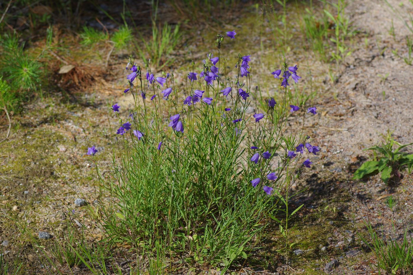 Image of Campanula rotundifolia specimen.