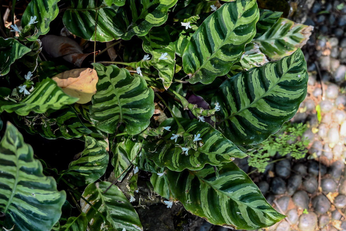 Image of Goeppertia louisae specimen.