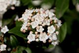 Viburnum tinus. Соцвнетие. Краснодарский край, г. Сочи, парк \"Дендрарий\". 21 февраля 2026 г.