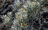 Helichrysum obconicum