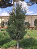 Juniperus virginiana. Молодое растение. Узбекистан, г. Термез, в озеленении. 18.04.2026.