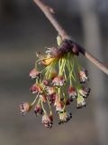 Ulmus laevis. Соцветие. Санкт-Петербург, 28.04.2011.