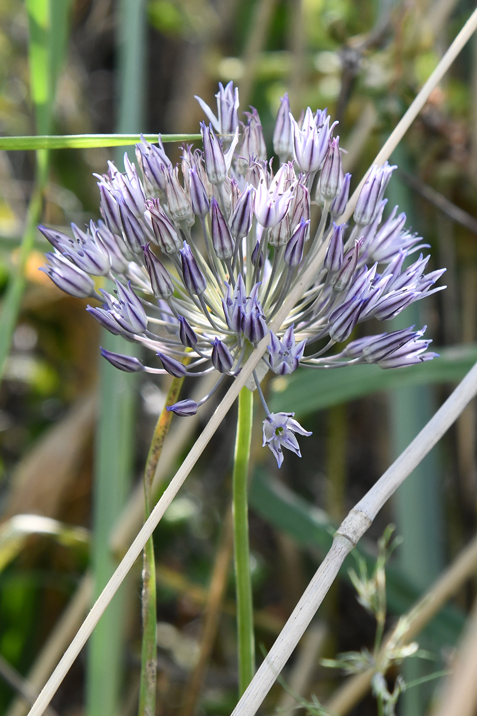 Изображение особи Allium litvinovii.